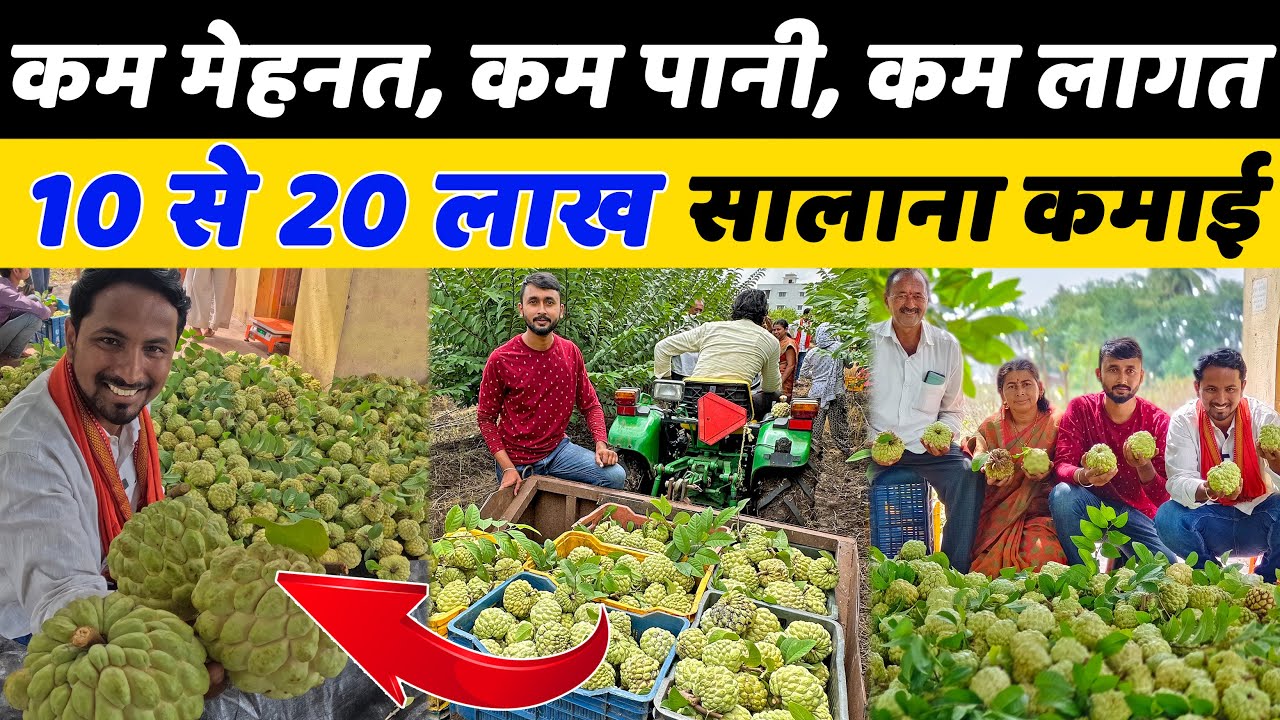 सोने का अंडा देने वाली सीताफल खेती💎👌Custard Apple Farming A to Z | Indian Farmer