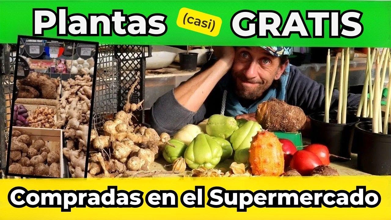 ¿Conviene comprar plantas casi regaladas en el súper o es mala idea?