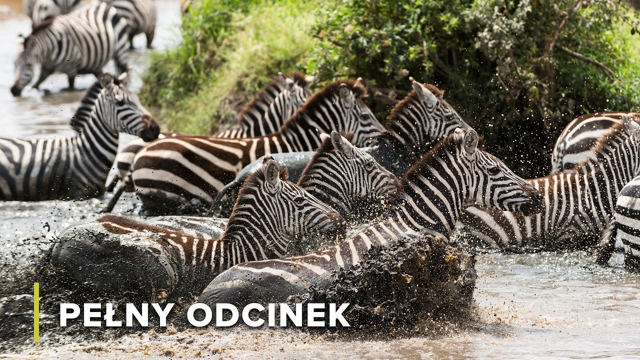 Przetrwanie w Kgalagadi i życie nad rzeką Chobe | Wielkie Parki Afryki 105+106