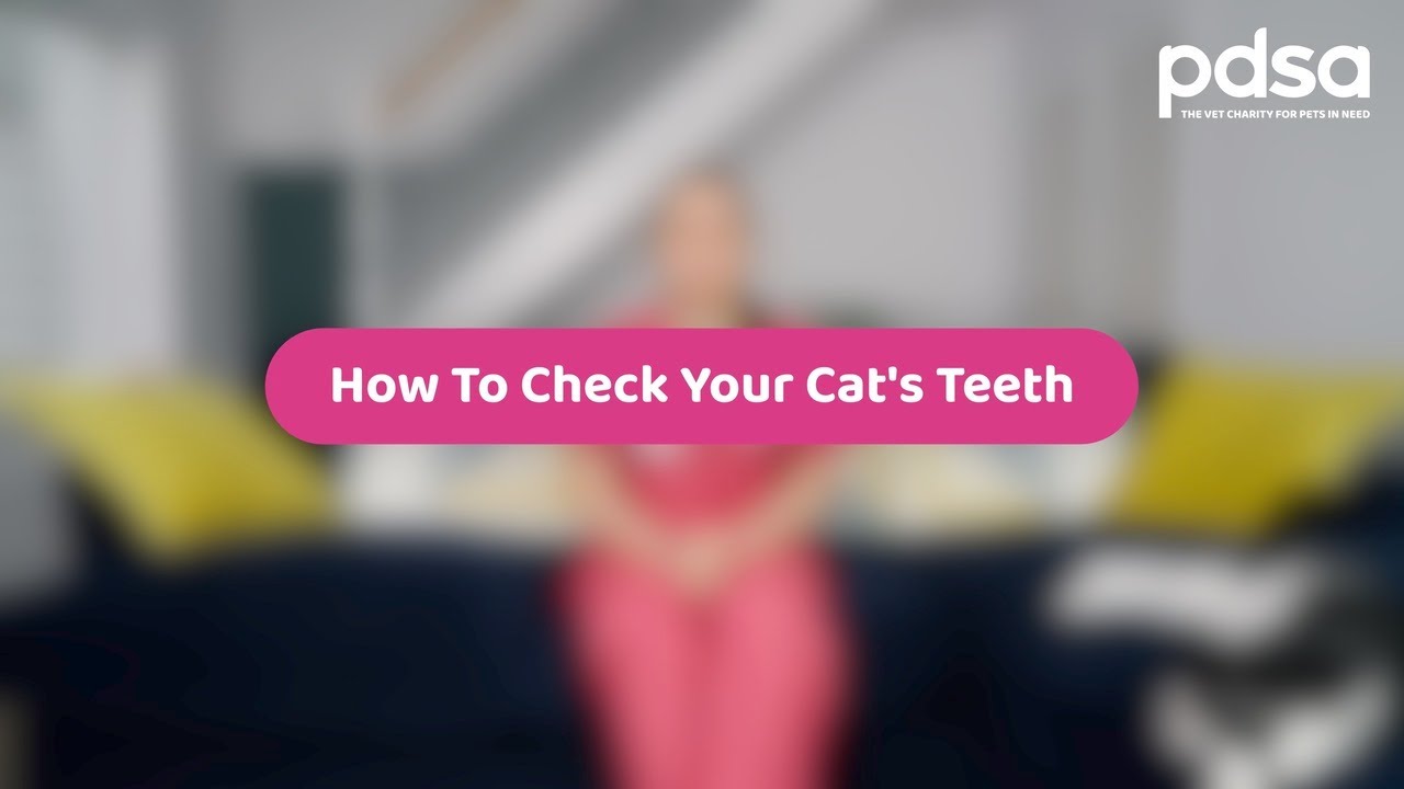How To Check Your Cat's Teeth | Pet Health Advice