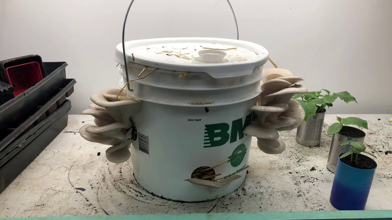 Pleurote: Du Mycelium sur grain à la sciure de bois