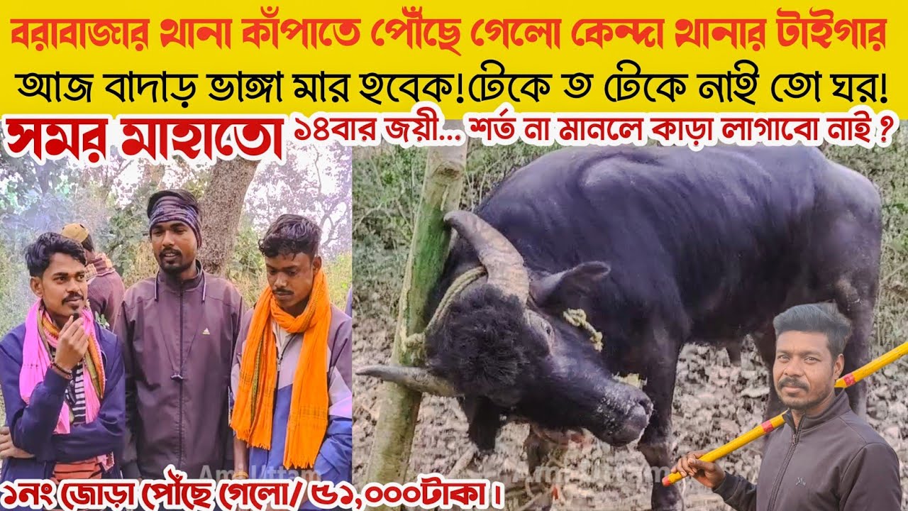 ১নং কাড়া ।সমর মাহাতো কাড়া পৌঁছে গেলো আসর কাঁপতে। আজ গাছ, মানুষ কিছূই মানছে নাই। 