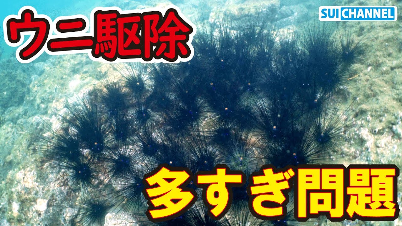 【ウニ駆除】３年放置でウニだらけに戻った場所をひたすら駆除【まるで脇毛】