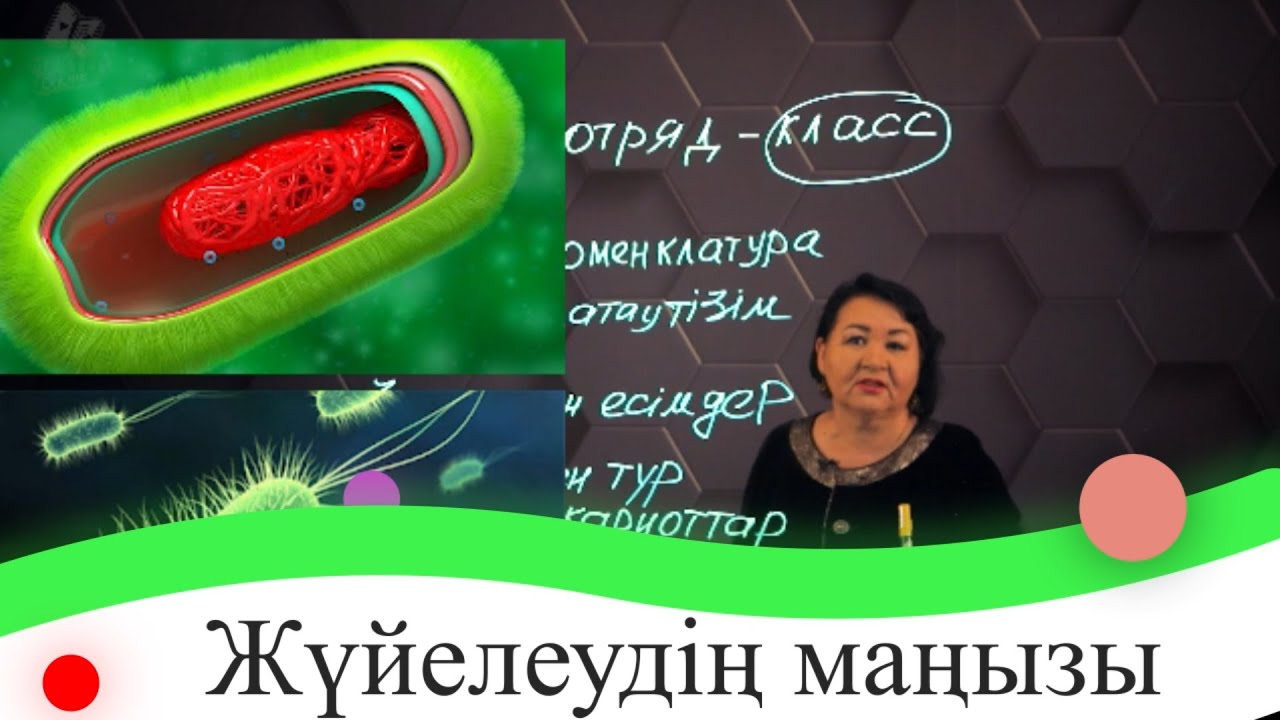 Жүйелеудің маңызы. 7 сынып.