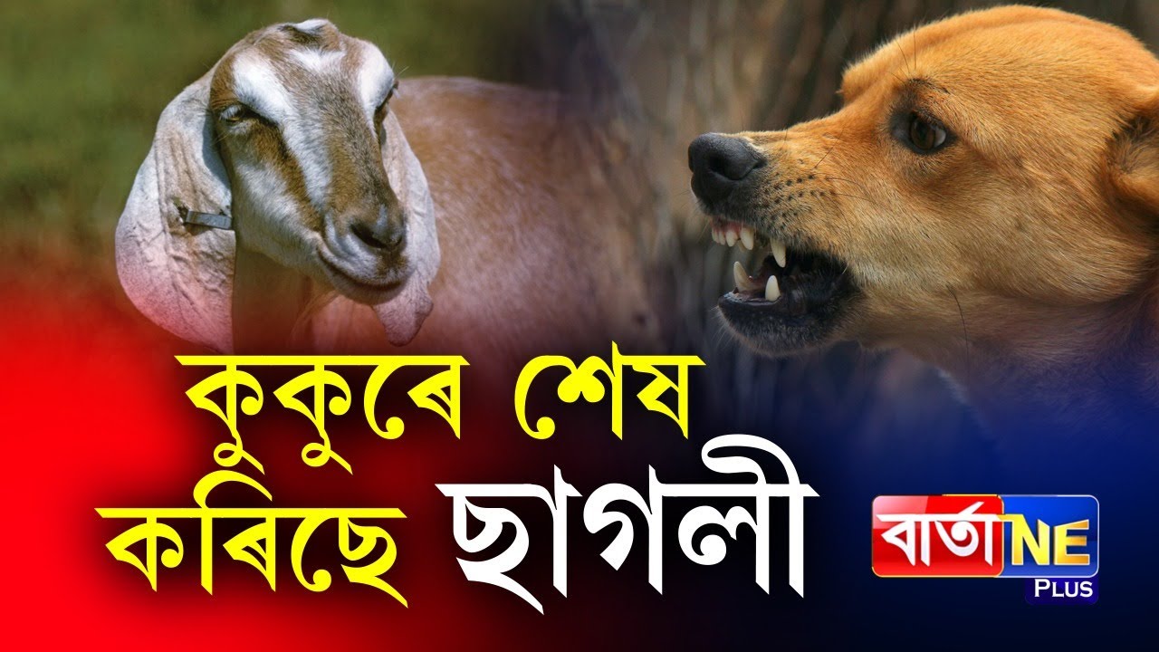 📌ভাদত প্ৰজননৰ পিছত বাঢ়িছে কুকুৰৰ সংখ্যা