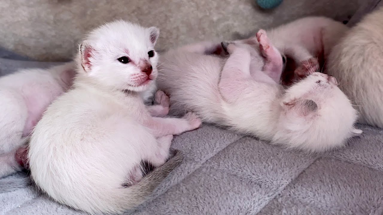 🌀Thai kittens 2 weeks after birth 🥰 learn to lick themselves | Thai cats | Traditional Siamese cats