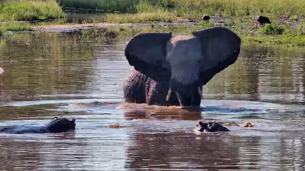 Elephant Really Said &ldquo;Let Me Stir the Pot&rdquo;