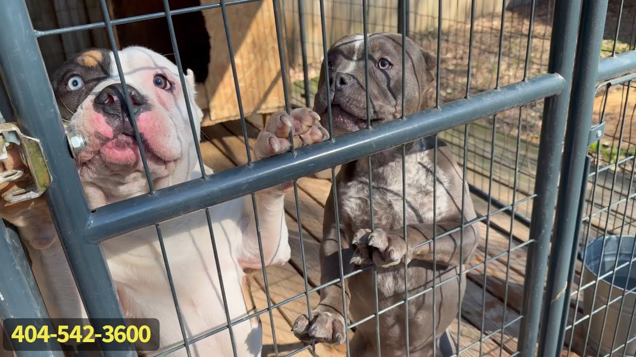 😤 American Bully Master! 🙌🏿 “FeddieG” ❤️
