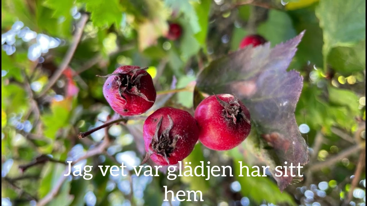 Höstpsalm med Anna Karin Martikainen