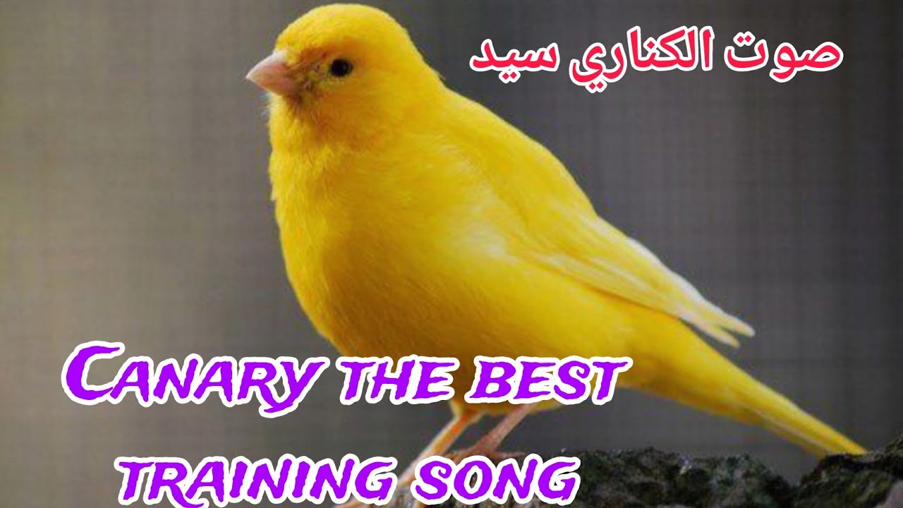 Canary Master Sound Mix – Long Melodic Singing with Unique Tones