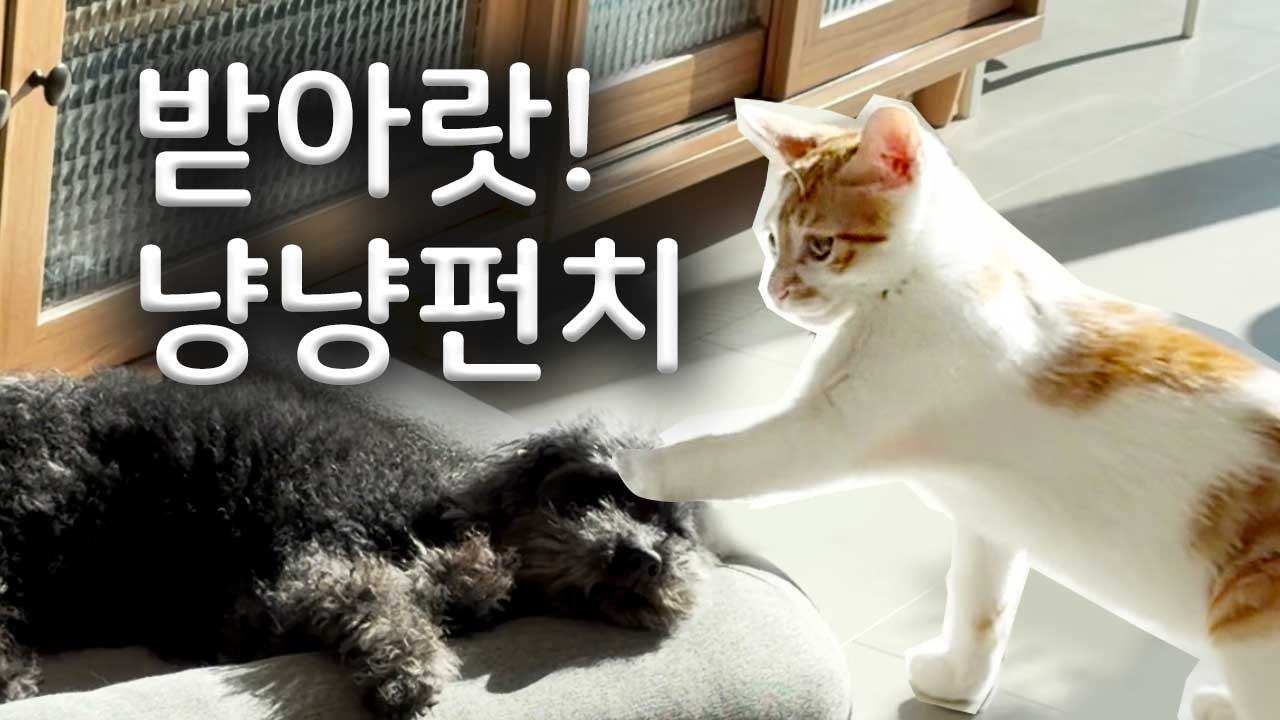 이집은 우리가 접.수.한.다. 오둥이들 적응완료!