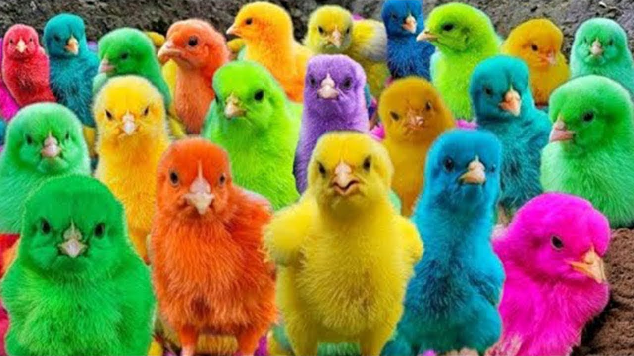 Ayam Lucu, ayam warna warni, ayam rainbow, kelinci lucu, bebek lucu, ikan koi, Hewan Lucu