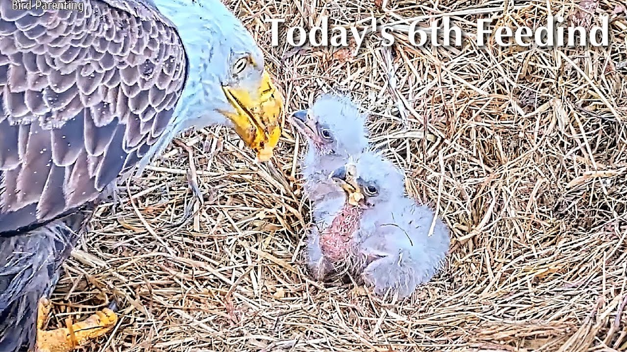 #28🦅BC28🐥3° & BC29🐥1°／Bluff City Bald Eagle Nest 2026／Frances💗Franklin ／ETSU/BTES Eagle Cameras