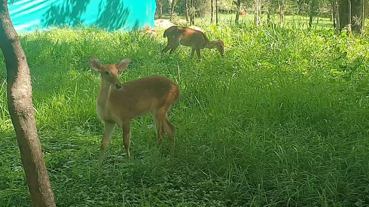 S V Zoo park Tirupati