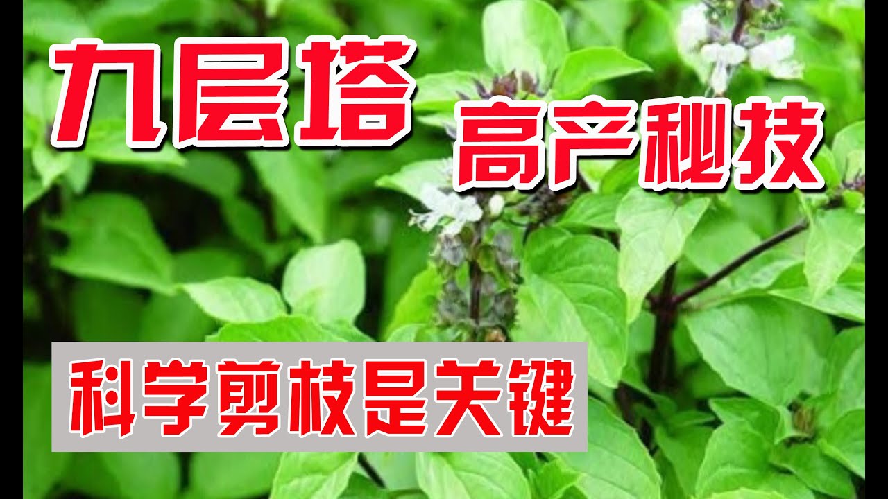 九層塔種植剪枝 | 快速種植九層塔，如何讓它高產和修枝 | 如何種植九層塔/羅勒 | 關於九層塔葉子老化的相關問題 How to plant basil