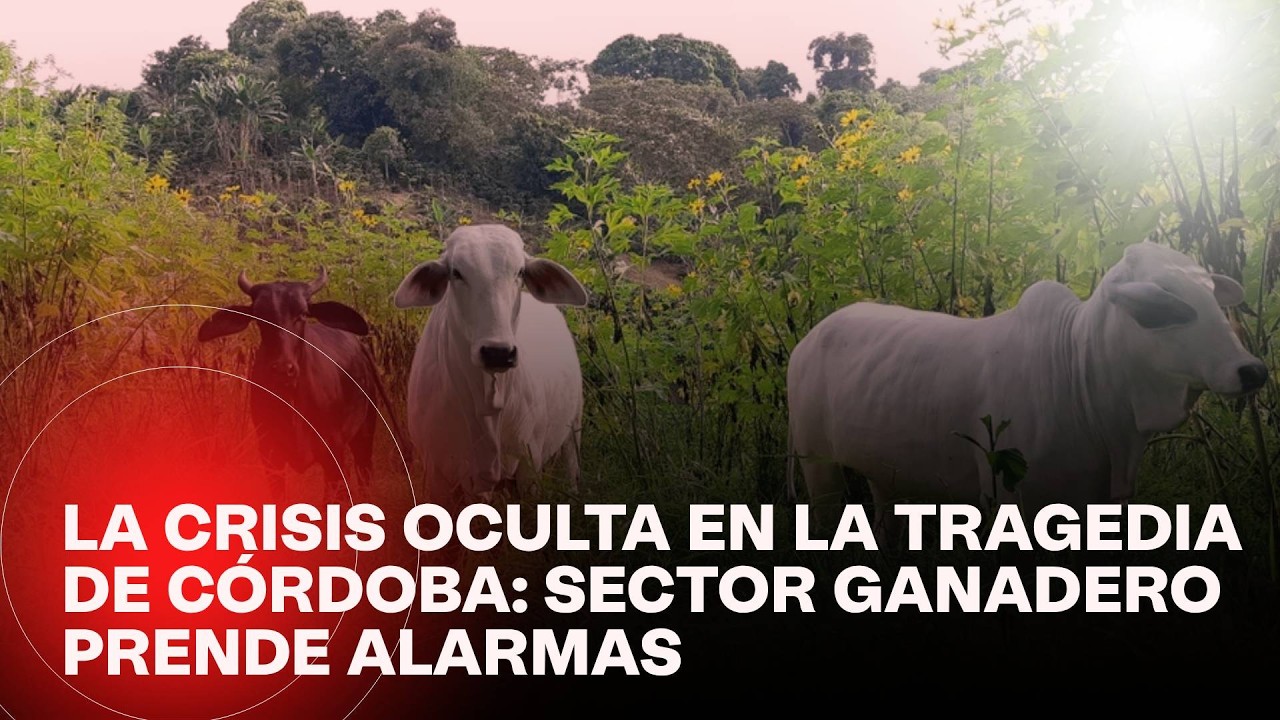 La tragedia en Córdoba por las lluvias desde otra perspectiva: crisis en el sector ganadero