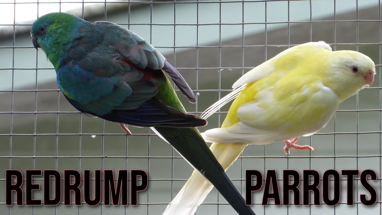 Подборка попугаев Red Rump