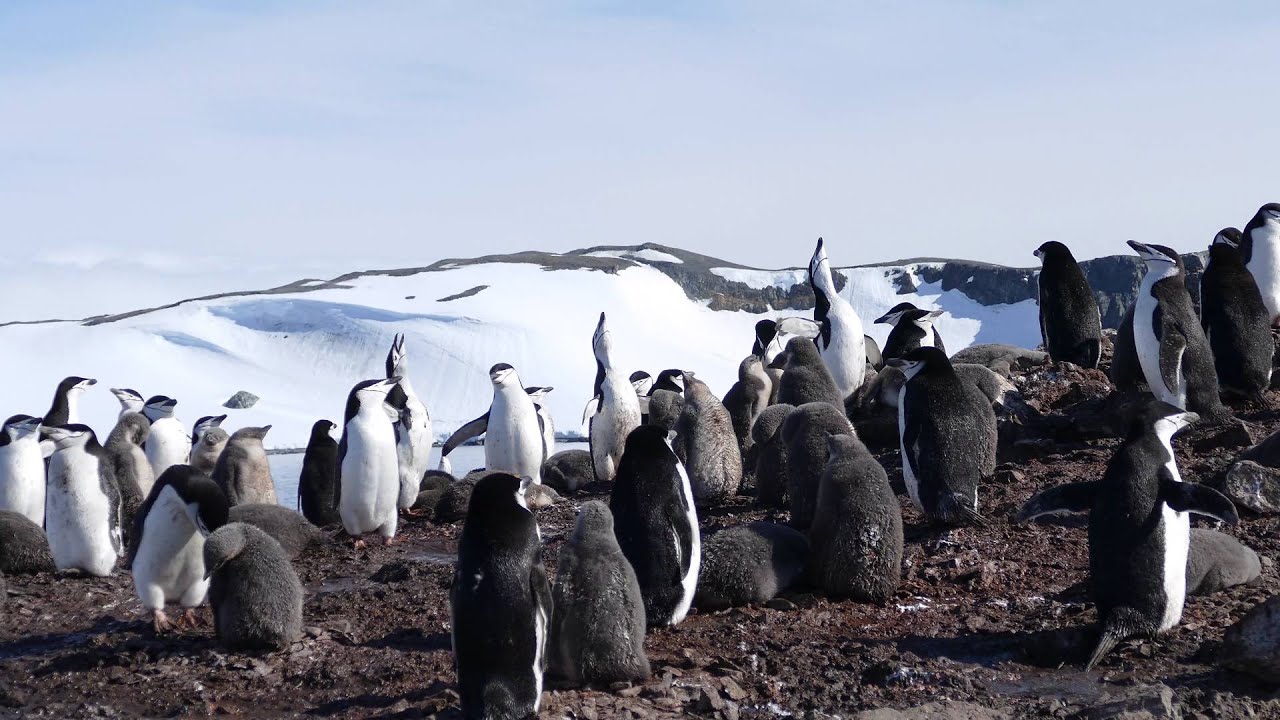 Chinstraps Vocalizing