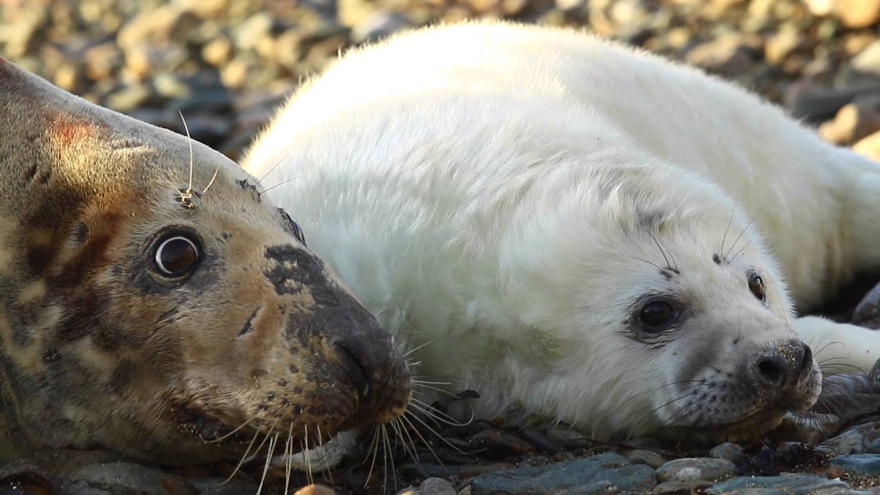 Grey Seals of Bardsey Island