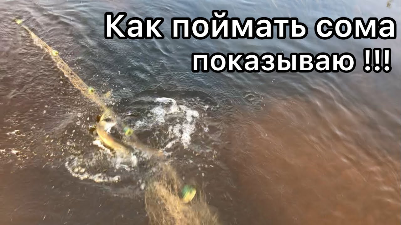ЗУБАТАЯ УСАТАЯ!СЕГОДНЯ КЛЮЁТ!