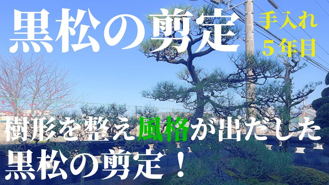 【黒松の剪定 #32】樹形を整え風格が出だした黒松の剪定！5年目のお手入れ！