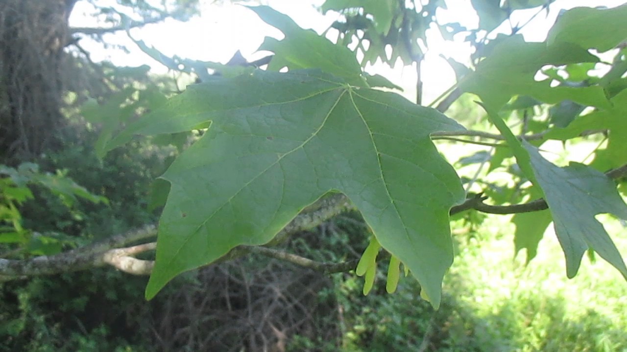 Tree ID: Sugar Maple vs. Red Maple