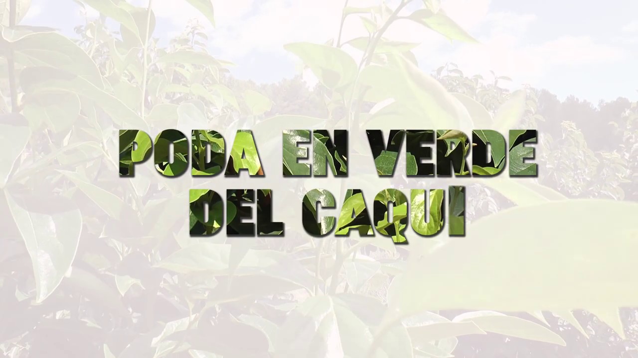 Agrosostenibilidad: poda en verde del caqui