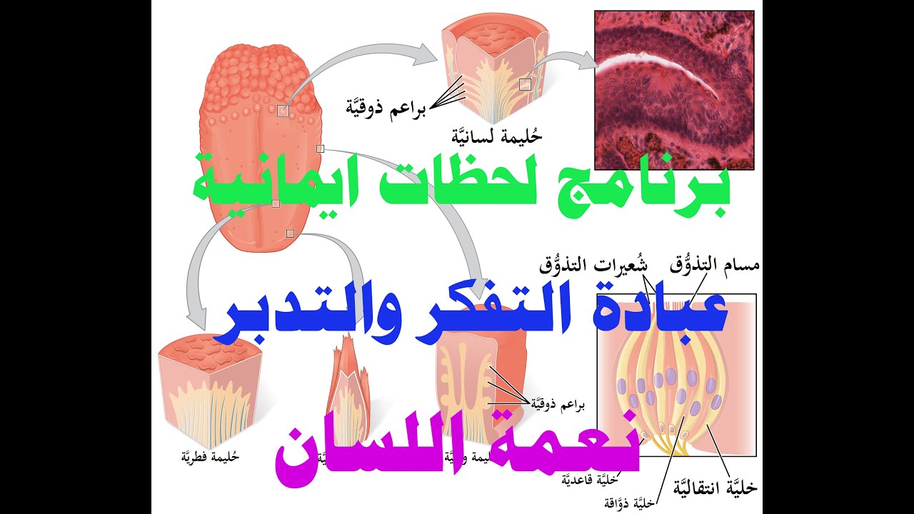 نعمة اللسان ....برنامج لحظات ايمانية