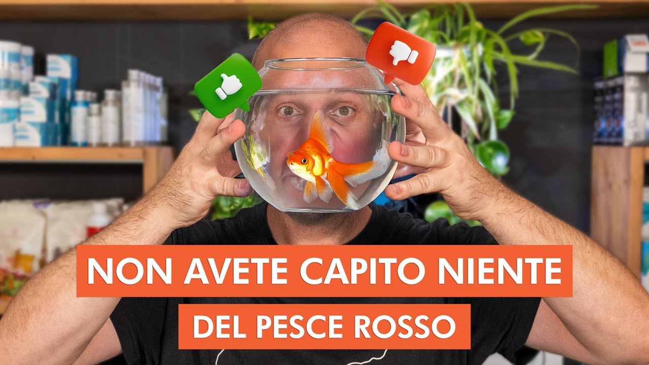 NON COMPRATE UN PESCE ROSSO... PRIMA DI AVER VISTO QUESTO VIDEO! 😠 🐟