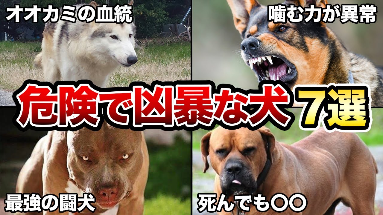 【初心者は飼うな】素人が飼うには危険な犬種7選！