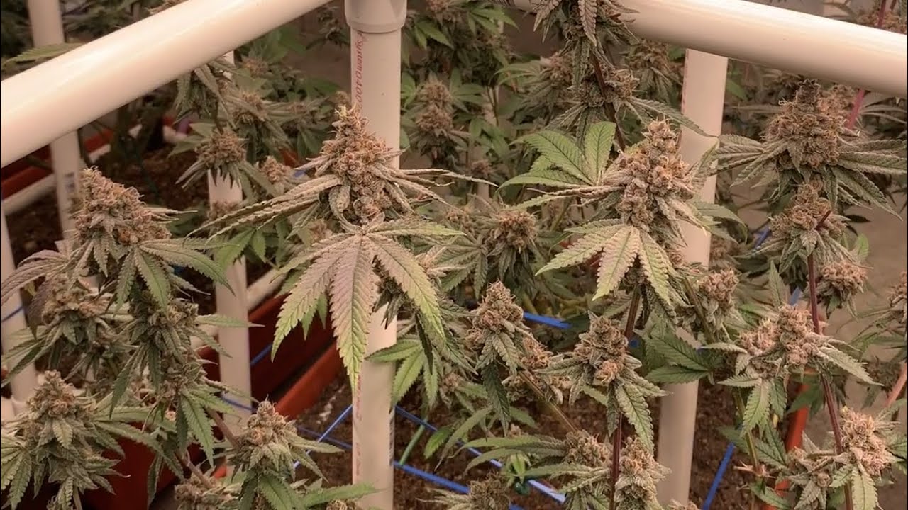 Organic Living Soil Cannabis Garden Plum Cookies at 8 Weeks, Ready To Harvest