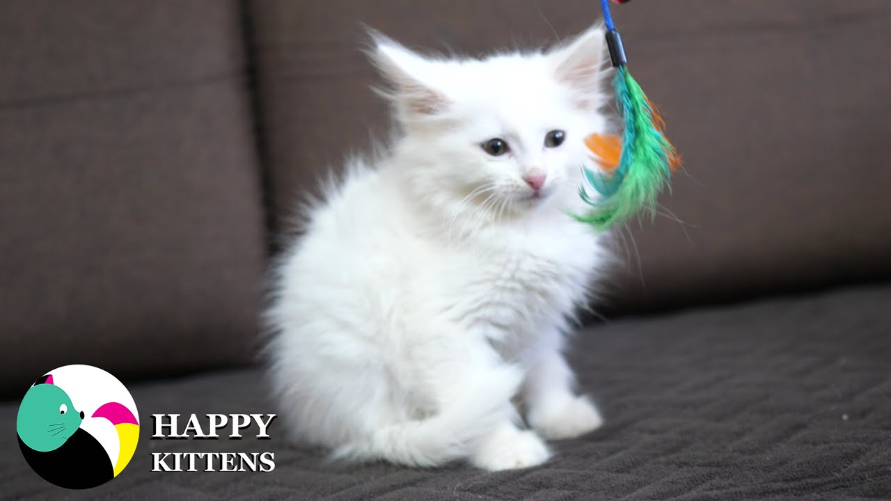 Котенок не в настроении, котенок не играет.