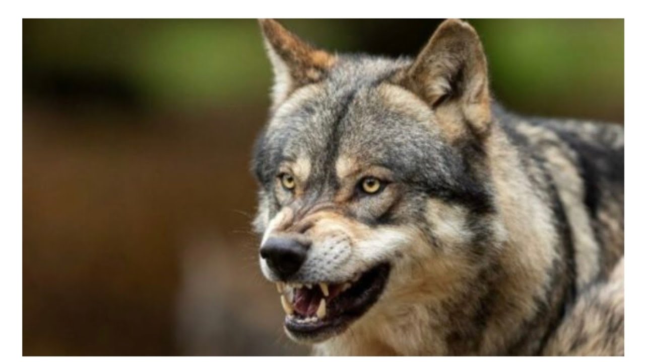 بوناصر العمر  من سوالف الذيابة  🐺 ( ذيب الصمان )  ٢٠٢٤/٦/٢٥ م الكويت 🇰🇼