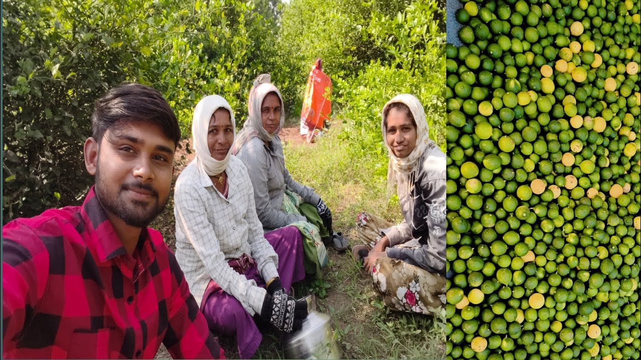 લીંબુ ઉતારી લીધાં,બાર મહિના આવક શરૂ 