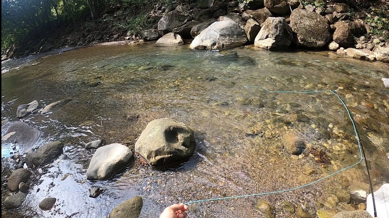 Pesca de tepenachin en Costa Rica con fly (río coloradito ) hermosa zona Sur de Costa Rica 