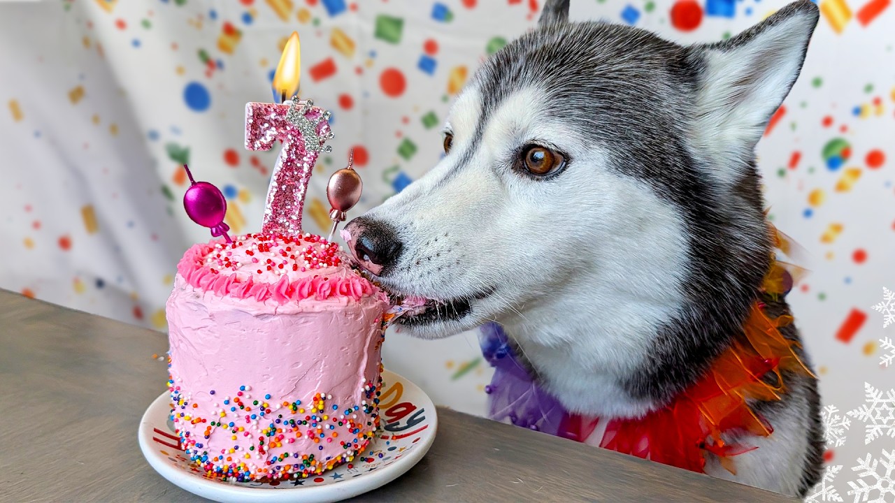 Magical Pink Princess Birthday Cake For Dogs ❄️ DIY Dog Treats