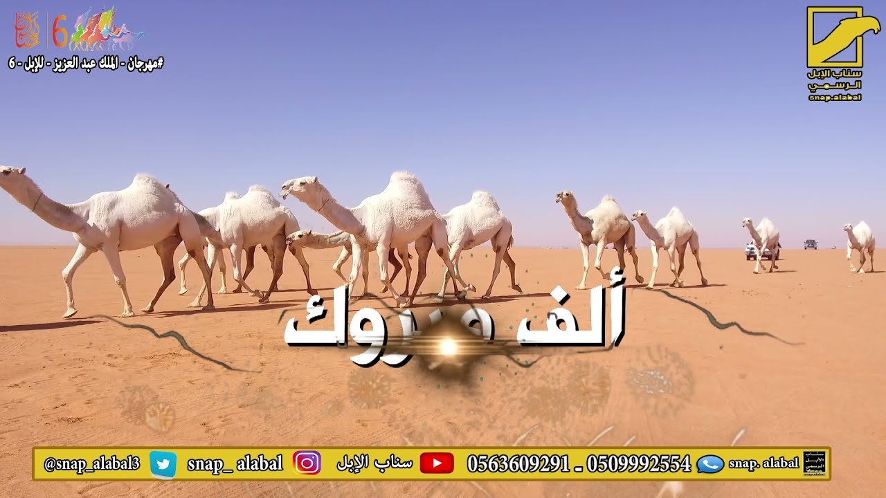 مسيرة منقية الحاصل على المركزالثالث في بيرق المؤسس وضح للمالك / مناحي بن محمد بن ظبية