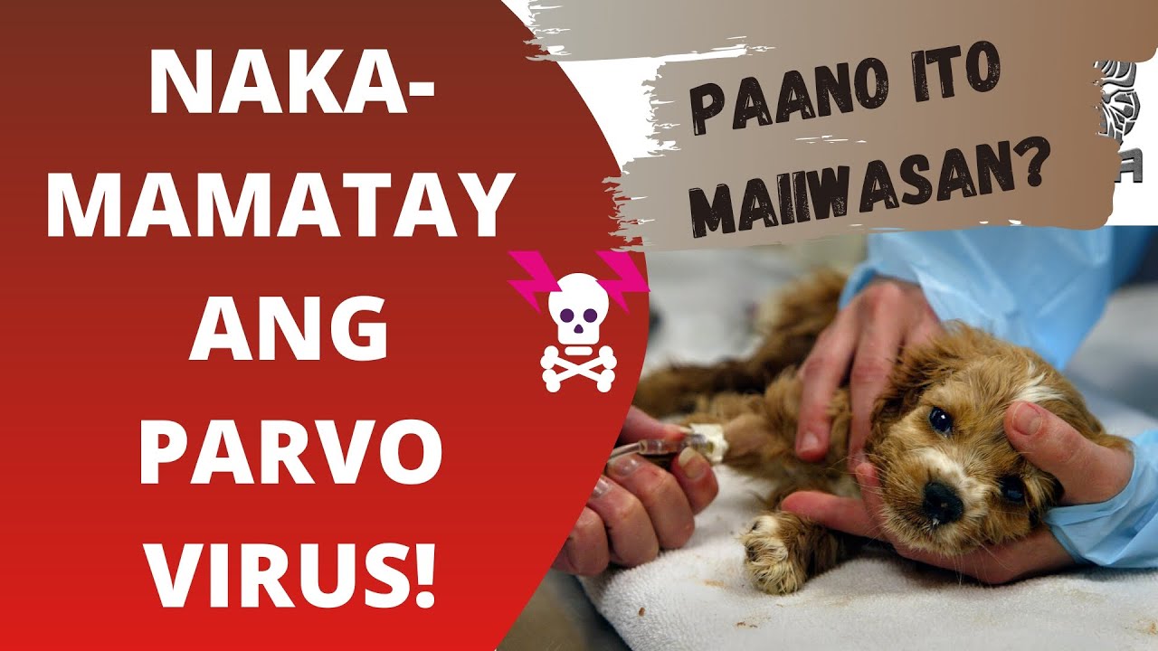 PAANO MAIIWASAN ANG PARVO VIRUS?