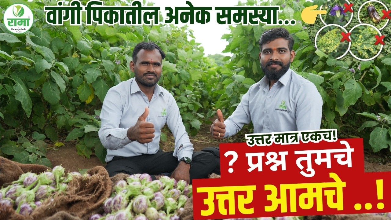 वांगी पिकातील अनेक समस्या… 👉 उत्तर मात्र एकच! 🍆🔥 प्रश्न तुमचे, उत्तर आमचे 💯🌱 #youtubevideos