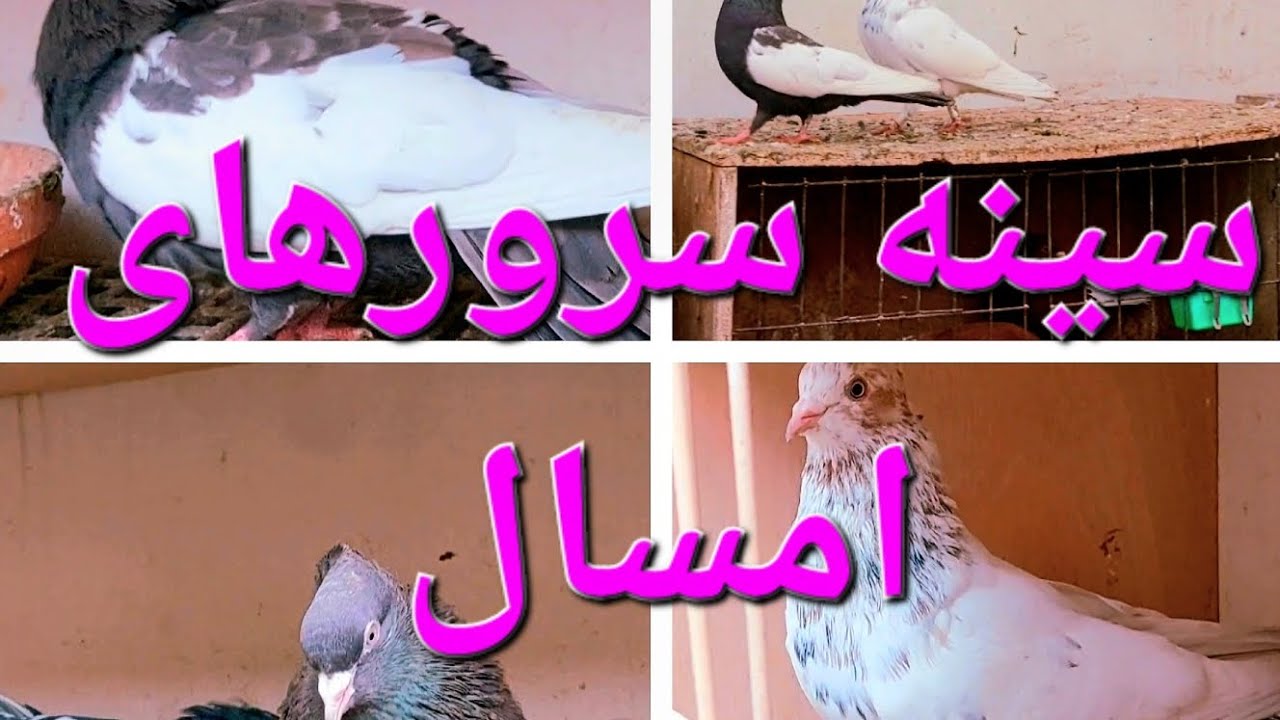 کبوترها و جفتهای جدید از نزدیک و،،، #کفتر #کبوتر #کبوتر_بلندپرواز 