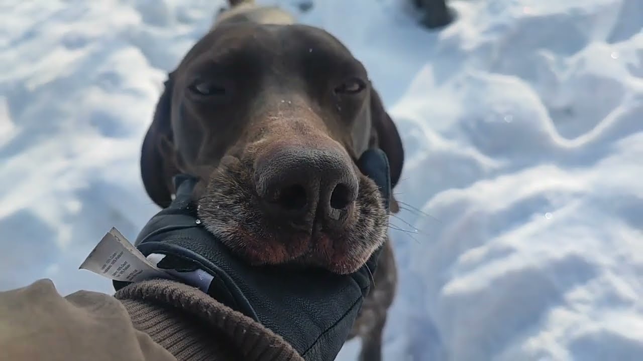 20.01.26 котел в печке, бензогенератор в работе. Жизнь прекрасна🤗😀