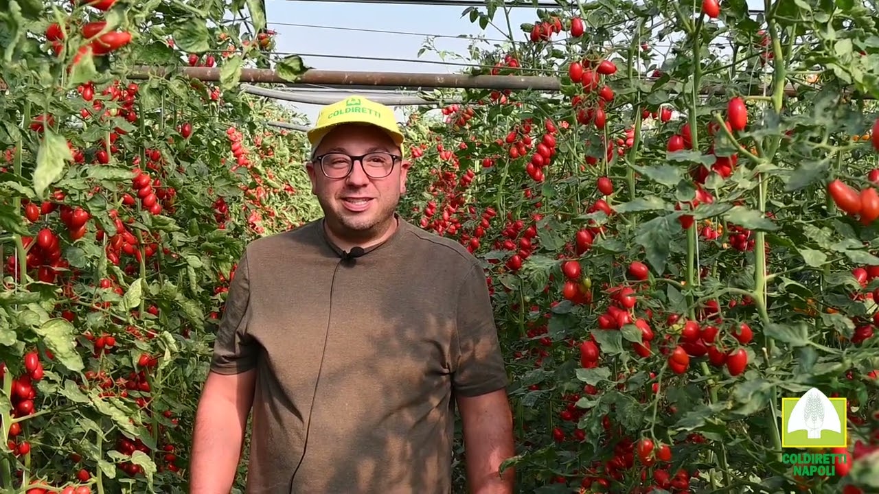 AGRICOLTURA AD EST DI NAPOLI