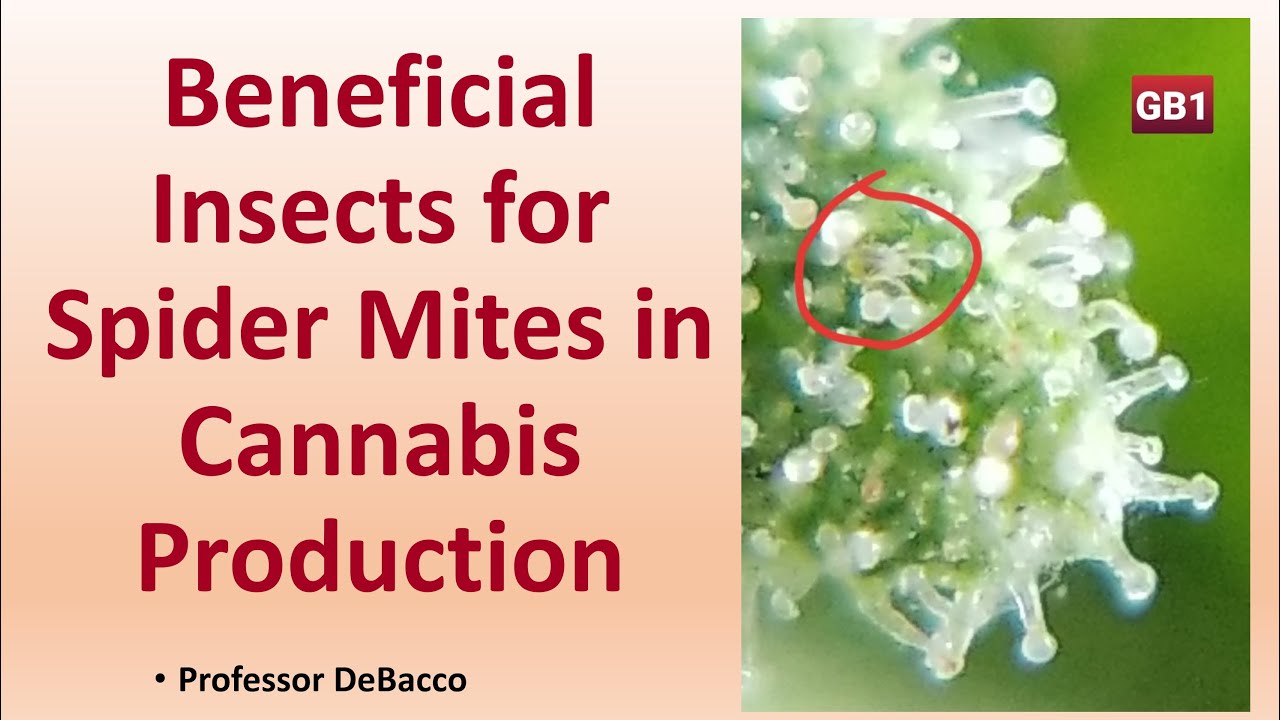 Beneficial Insects for Spider Mites in Cannabis Production