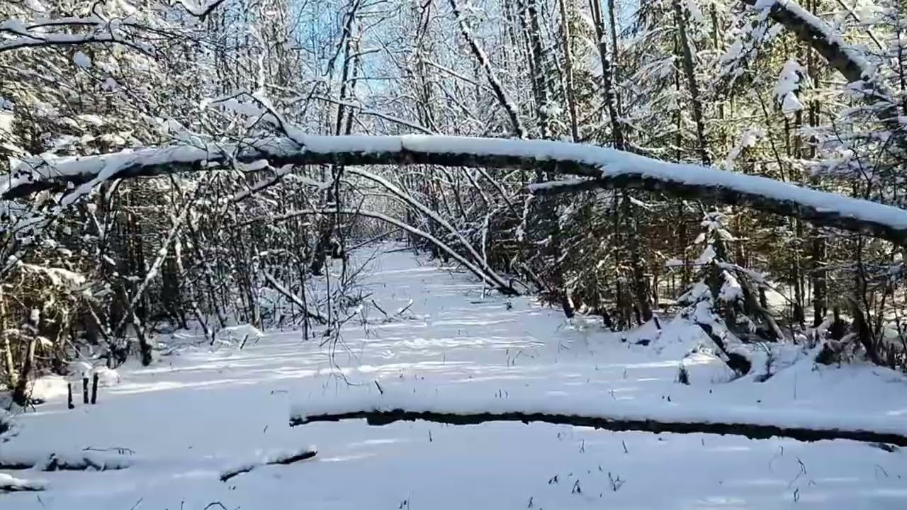 Winter Trail Walk in Finland | Snow Footsteps Ambient Nature