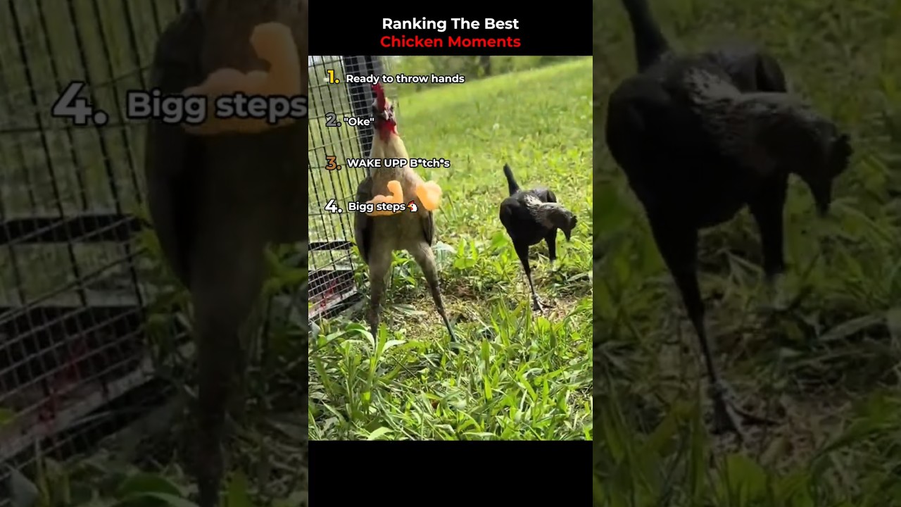 Ranking The Best Chicken Moments