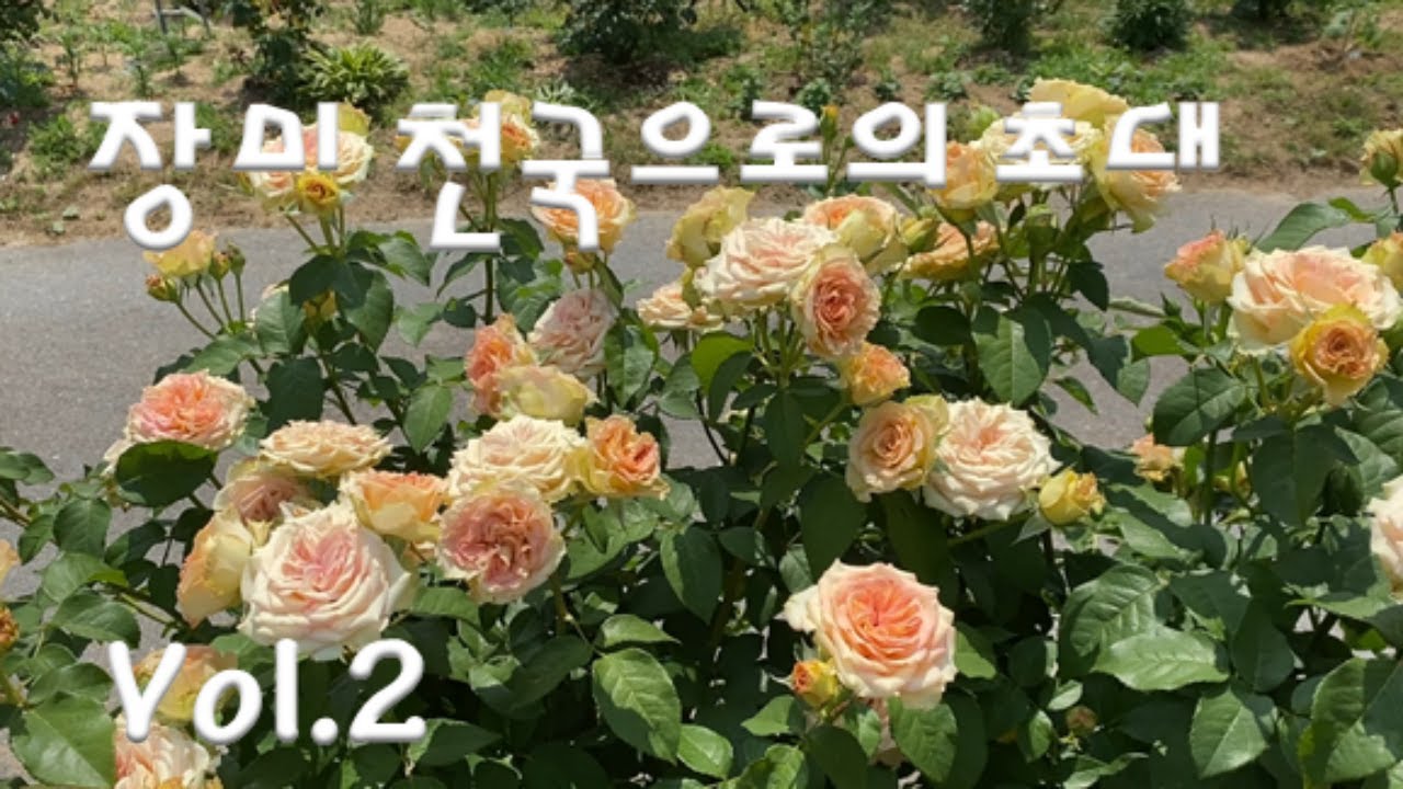 Весенний пик роз (2)/Как выращивать розы обильно и красиво