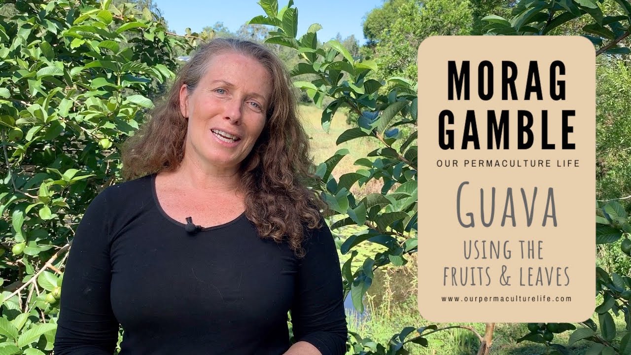 Guava - using the fruit and leaves with Morag Gamble