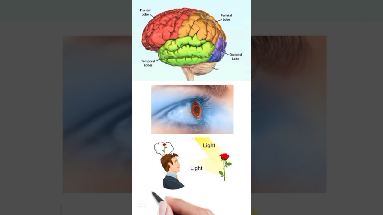 Functions of brain |functions of frontal parietal temporal and occipital lobe 