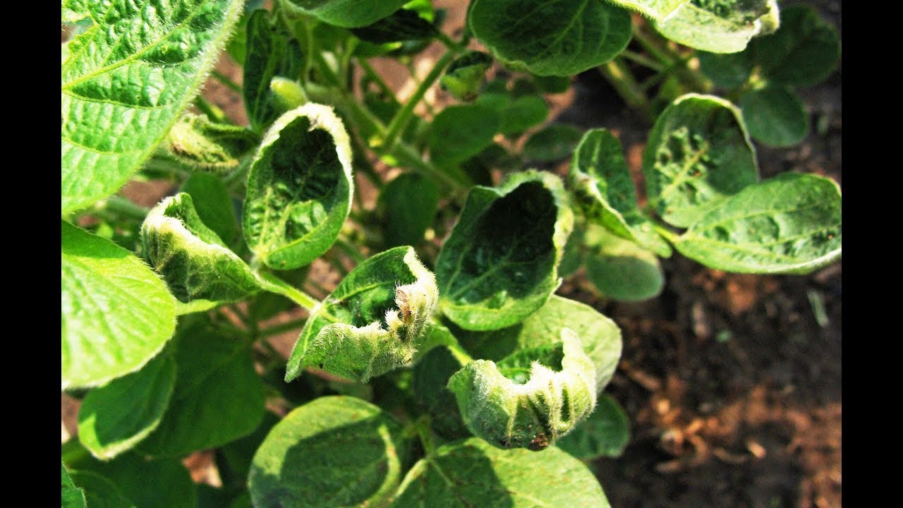 Dicamba Task Force