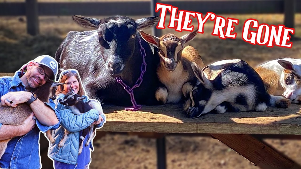 GOODBYE Goats! We're Going To MISS Them!!!